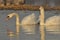 Swans swimming on the river. A pair of birds on the water. Love