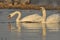 Swans swimming on the river. A pair of birds on the water. Love