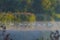 Swans swimming in a row along the edge of a misty lake at sunrise in an early summer morning