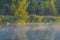 Swans swimming in a row along the edge of a misty lake at sunrise in an early summer morning