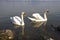 Swans swimming in the Sava river