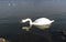 Swans swimming in the Sava river, Belgrade