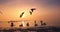 Swans swimming in sea waves. Seashore on sunrise and flying seagulls