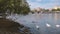 Swans swimming at Vltava River, Prague, Czech Republic