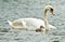 Swans take care of  their one just squabbled cute little fledgling. They are swimming in the water and looking for some plants to