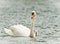Swans take care of  their one just squabbled cute little fledgling. They are swimming in the water and looking for some plants to