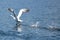 Swans take off for flight on the Traunsee