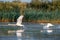Swans take off and flying over water in the Danube Delta