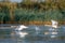Swans take off and flying over water in the Danube Delta, Romania
