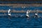 Swans taking off from water in flight swan flying