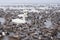 Swans and teals at Nagahama, Inawashiro Lake in winter