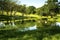 Swans on a Texas Pond