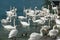 Swans at Vevey