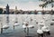 Swans in Vltava river with Karl Bridge on Background