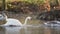 Swans walking on the frozen surface of the pond and finally jump to the water.