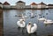 Swans on the water palace of Nymphenburg.