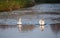 Swans in the water of Sandwell Valley Country Park