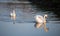 Swans in the water of Sandwell Valley Country Park