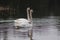 Swans water swimming