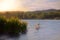 Swans On Water By Wild Yellow Iris