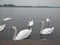Swans, white beautiful birds on the Danube river, Zemun, Serbia