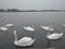 Swans, white beautiful birds on the Danube river, Zemun, Serbia