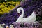 Swans, white flowers among colorful flowers