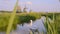 Swans at Windmills in Netherlands