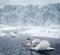 Swans in winter lake