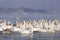 Swans in a winter landscape