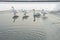 Swans on a Winter Pond