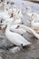 Swans wintering on the beach