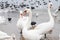 Swans wintering on the beach