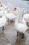 Swans wintering on the beach