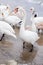 Swans wintering on the beach