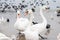 Swans wintering on the beach