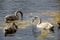 Swans - young waterfowl with gray plumage from the Cygnini tribe