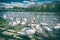 Swans â€“ Cygnus on the river side with bridge