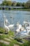 Swans â€“ Cygnus on the river side with bridge, Piestany