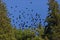 Swarm alpine chough birds pyrrhocorax graculus blue sky, green