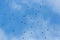 Swarm of alpine choughs pyrrhocorax graculus flying in blue sk