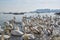 A swarm of beautiful white swans on the river