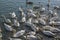 A swarm of beautiful white swans on the river