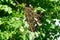 A swarm of bees on the branch of a Linden tree. Colony of bees on a tree.