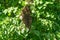 A swarm of bees on the branch of a Linden tree. Colony of bees on a tree