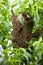 Swarm Of Bees Building Hive in a peach tree