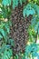 Swarm of bees clustered on a tree Protecting their Queen