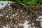 A swarm of bees crawling, macro shot. A colony of bees crawling on a white background. Beekeeping, small business, home