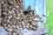 A swarm of bees at the entrance of beehive in apiary