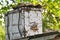 A swarm of bees flies into a specially set swarm trap